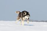 SIBERIAN HUSKY 208